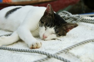 5 Cat Sleeping Habits